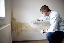 Reliable Redlands, CO Mold Removal Services Solutions